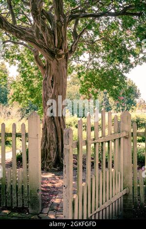 Outdoor garden scene with gate on white picket fence leading to tree and garden in summertime Stock Photo