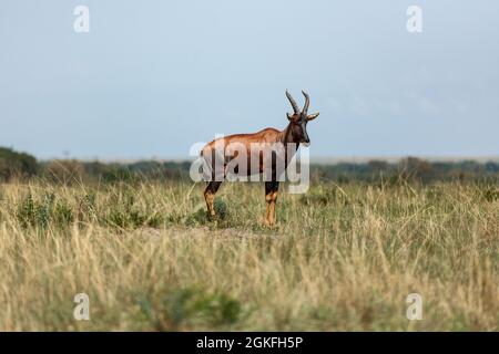 Impala antelope in Queen Elizabeth National Park, Uganda Stock Photo