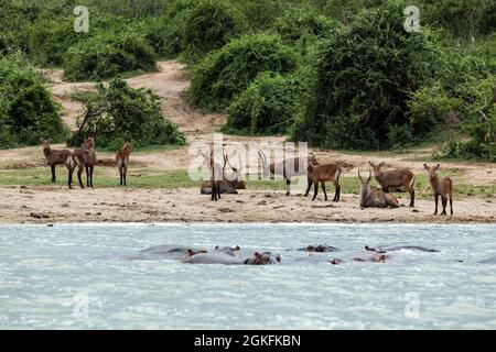 Herd of impala antelopes resting on the bank of Kazinga Channel and hippos having a bath. Queen Elizabeth National Park, Uganda Stock Photo