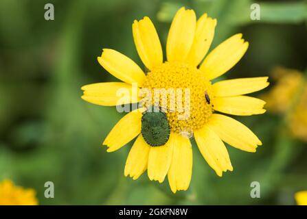 Nymph of the Green Shield Bug (Palomena prasina) Stock Photo