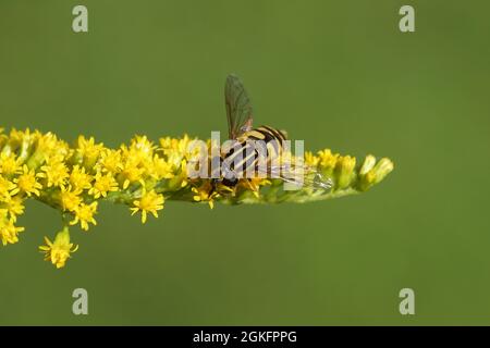 Hoverfly, Sun fly, Helophilus pendulus, family hoverflies (Syrphidae) on flowers of Canadian goldenrod (Solidago Canadensis). Netherlands, Stock Photo