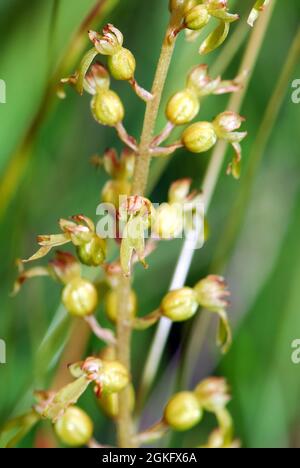 common twayblade or eggleaf twayblade, Großes Zweiblatt, Listera ovata, Neottia ovata, békakonty, Hungary, Magyarország, Europe Stock Photo