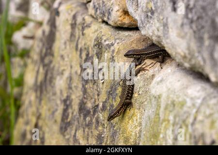 Two Wall Lizards basking on rocky wall in natural setting Stock Photo