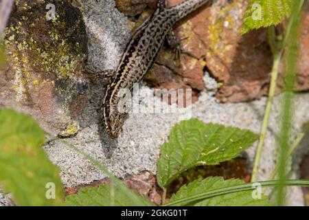 Wall Lizard Podarcis muralis basking on ledge of old brick wall Stock Photo