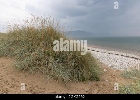 Llandudno, Conwy, UK, September 9th 2021: Under a threatening sky long grass grows on a sand dune by the shingle beach of West Shore, Llandudno. Stock Photo