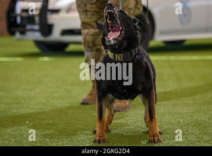 Esme, 99th Security Forces Squadron military working dog, barks during a training exercise at Nellis Air Force Base, Nevada, April 13, 2021. During training, handlers vary locations and scenarios to expose working dogs to varied working environments and high-stress situations in order to maintain their proficiency. Stock Photo
