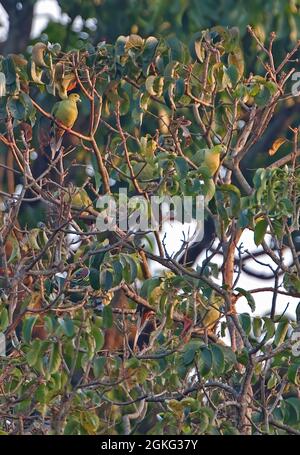 Pin-tailed Green-pigeon (Treron apicauda apicauda) part of flock perched in tree Assam, India          February Stock Photo