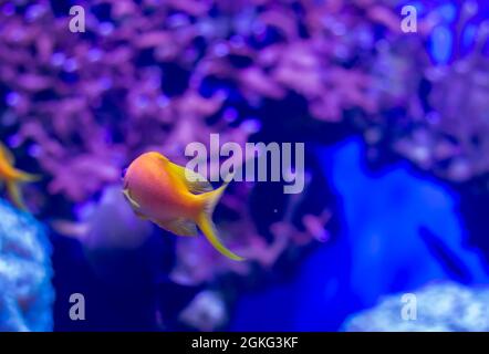 Common Goldfish (Carassius auratus) in aquarium shot from the back with purple background Stock Photo