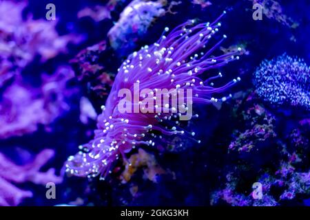 Purple neon Euphyllia glabrescens or Torch coral in closeup scene Stock Photo