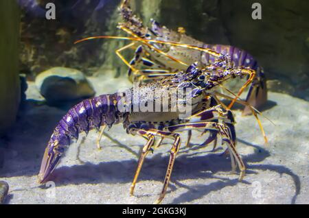 Spiny lobster, crayfish or crawfish, Mediterranean lobster or red lobster (Palinurus elephas) under water. Stock Photo