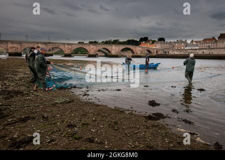 Berwick upon Tweed, Northumberland, England, UK, 14 September 2021. The last tide of the 2021 salmon netting season on the River Tweed for the fishermen at Gardo fishery at Berwick upon Tweed, fishers have worked this fishery from before medieval times using the same method of fishing. Gardo pronounced Gardi, the name only survives in its orginal form because of its use by the fishermen the name was wrongly transcribed from medieval writing. Gardo is also the last commercial salmon netting station on the Tweed. Stock Photo