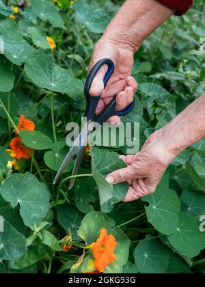 Harvesting Nasturtium Leaves and flowers as food. Stock Photo