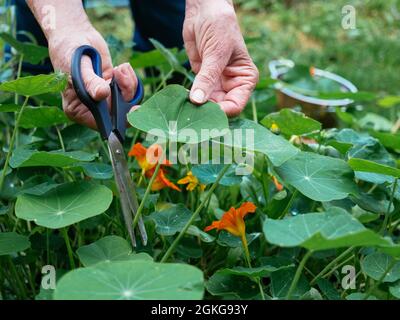 Harvesting Nasturtium Leaves and flowers as food. Stock Photo