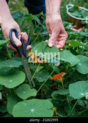 Harvesting Nasturtium Leaves and flowers as food. Stock Photo