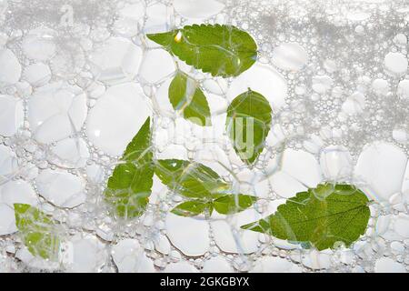 Mint leaves on soap foam background. Flat lay, top view. Stock Photo
