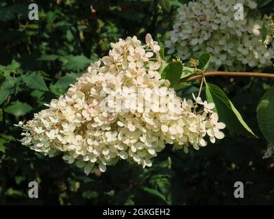 Close-up of the conical flowerhead of a white hydrangea paniculata, gown as an ornamental garden plant to fill the autumn borders with flower. Stock Photo