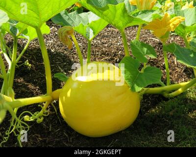 A large yellow squash with its trailing leaves, growing on a vegetable plot in the Scottish Borders. Stock Photo