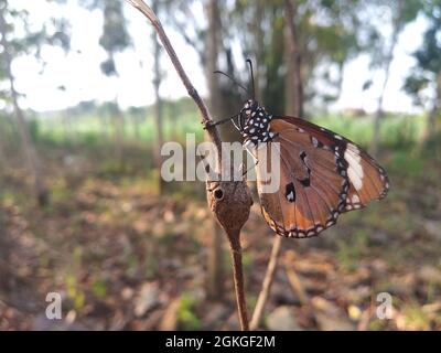 Closeup of a plain tiger butterfly perched on a twig Stock Photo