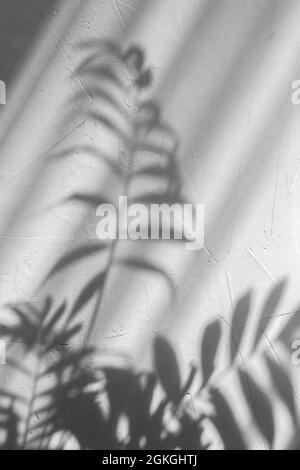 abstracted palm leaf shadow on grey concrete background Stock Photo