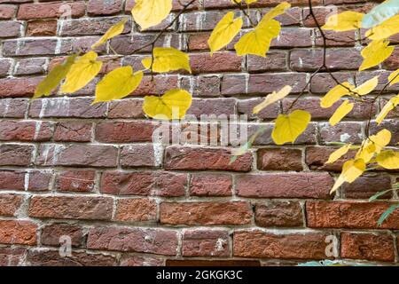 old brick and concrete textured wall Stock Photo