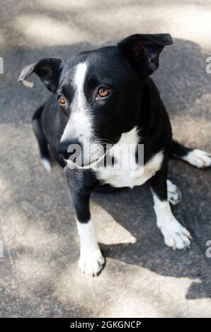 black and white puppy breeds