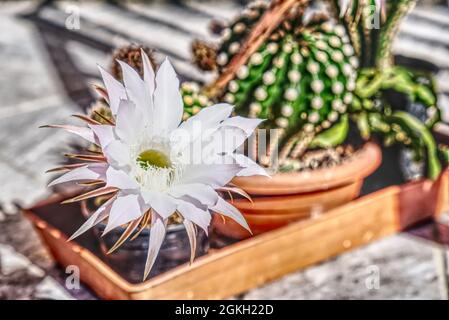 close-up of the beautiful white cactus flower of the Echinopsis species Stock Photo