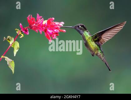 Male Magnificent Hummingbird (Eugenes fulgens) nectoring at a Fuchsia flower in a Costa Rican cloud forest. Stock Photo