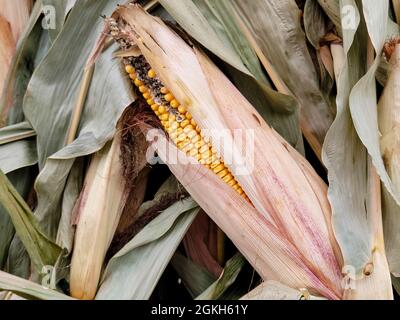 Close up of dried corn on the cob in plant leaf Stock Photo