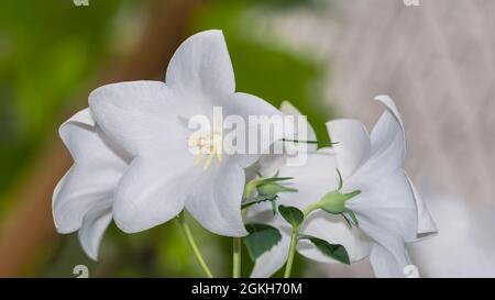 Delicate blooms of white form balloon flower in romantic detail. Platycodon grandiflorus. Close-up of beautiful bouquet of flowering cultivated herb. Stock Photo
