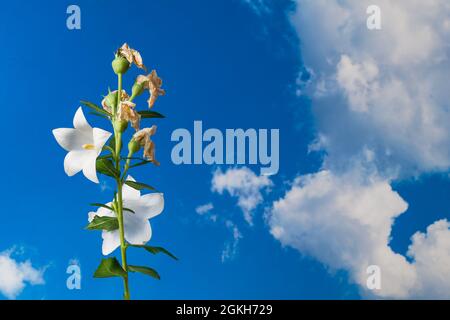 Sunlit balloon flower twig on blue sky background with clouds. Platycodon grandiflorus. Nature detail of live and wilted blooms on Chinese bellflower. Stock Photo