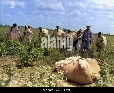 1930s ANONYMOUS GROUP OF AFRICAN AMERICAN WORKERS MEN AND WOMEN WITH BAGS OF PICKED COTTON IN FIELD LOUISIANA USA - c6232c HAR001 HARS GROUPS HARVEST DIVERSITY COLOR OLD TIME FIGURES NOSTALGIA INDUSTRY OLD FASHION GROWING YOUNG ADULT TEAMWORK COTTON FAMILIES LIFESTYLE FEMALES JOBS POOR RURAL UNITED STATES FRIENDSHIP FULL-LENGTH LADIES PHYSICAL FITNESS PERSONS UNITED STATES OF AMERICA FARMING MALES RISK TEENAGE GIRL TEENAGE BOY AMERICANS AGRICULTURE SADNESS NORTH AMERICA EYE CONTACT FREEDOM HARVESTING NORTH AMERICAN SKILL MINORITY OCCUPATION SKILLS MANUAL STRENGTH AFRICAN-AMERICAN POWERFUL Stock Photo