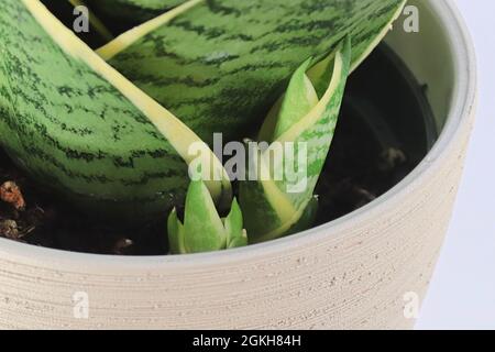 Macro view of tiny snake plant pups growing Stock Photo