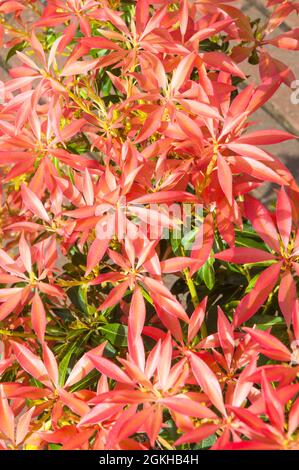 Close up of new red foliage on Pieris japonica Forest flame growing in mid to late spring  it is an evergreen perennial that is frost hardy. Stock Photo