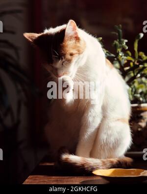 cat licking clothing