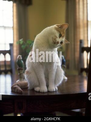 1970s WHITE AND ORANGE TABBY CAT SITTING ON DINING ROOM TABLE LOOKING SIDEWAYS HEAD COCKED TO ONE SIDE FUNNY VERTICAL LOPSIDED - kc7342 PEA001 HARS MAMMALS ANIMALS CATS AND FELINE ON TO CONCEPTUAL CURIOUS NOURISHMENT STYLISH SIDEWAYS FELINES COCKED CREATURE KITTY LOPSIDED MAMMAL OLD FASHIONED WATCHFUL Stock Photo