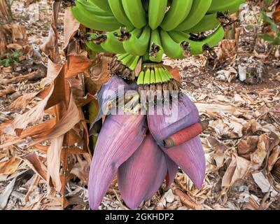 A Canarian Babanenstaude in its three different levels of vegetation. Above are the ripening green bananas, soon ready for harvest. Underneath are the Stock Photo