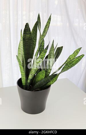 Closeup of the Mother In Law Snake Plant on a white table Stock Photo
