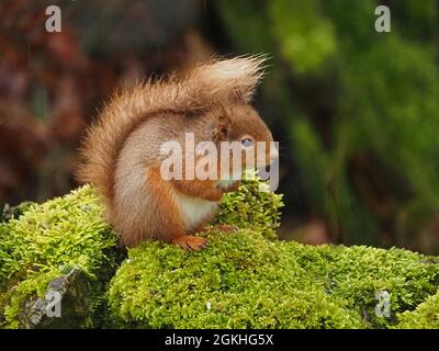 bedraggled Young Red Squirrel (Sciurus vulgaris) on top of moss covered stone wall in rain shower in Cumbria, England, UK Stock Photo