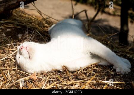 White cat with sleeps outdoors. Pet lays on hay in the sun with. Leisure time concept. Domestic animal in a farm. Sunburning. Copy space. Wild cats Stock Photo