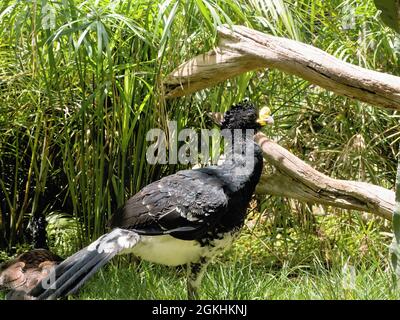 The great curassow (Crax rubra) is a large, pheasant-like bird from the Neotropical rainforests, its range extending from eastern Mexico, through Cent Stock Photo