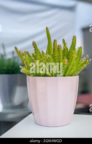 Hylocereus undatus, climbing cactus, planted in pink pot with good upright growth Stock Photo