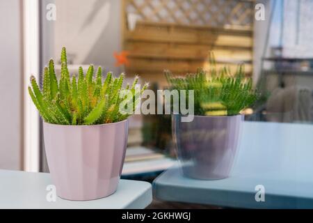 Image of pink flowerpot with hylocereus undatus cactus and its reflection on the window of an urban terrace Stock Photo