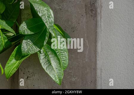 Cactus leaf full of drops of water in the early morning Stock Photo - Alamy