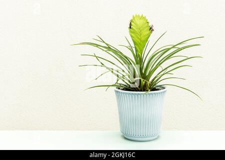 Tillandsia cyanea in blue pot on light blue table and cream background Stock Photo