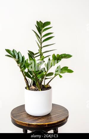 Pretty zamioculca in white pot on vintage stool and white background Stock Photo