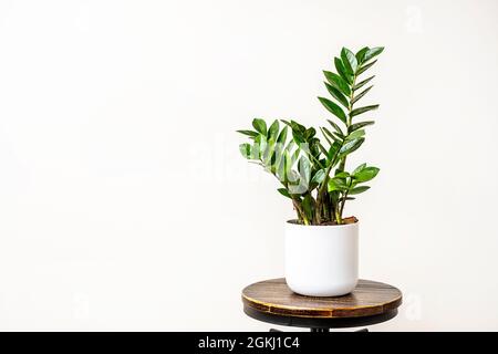 Zamioculca in white pot on dark wood and black metal industrial stool Stock Photo