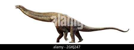 Alamosaurus, dinosaur from the Late Cretaceous period isolated on white background, 3d science render Stock Photo