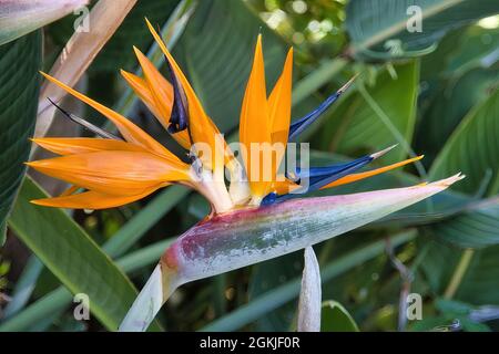 Extreme close-up of a bright orange bird of paradise flower on Maui. Stock Photo