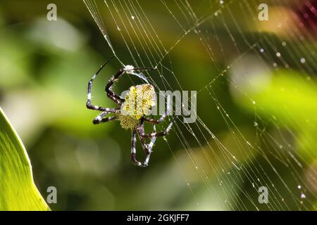 Large yellow garden spider laying in wait for prey in its web. Stock Photo