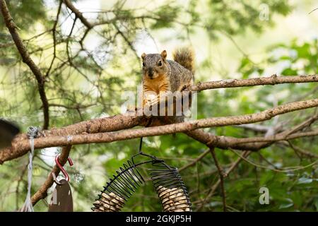 A squirrel perches in a tree eating peanuts from a backyard feeder in Indianapolis, Indiana, USA. Stock Photo